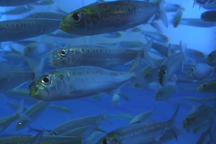 Sardinops sagax (Sardina sudamericana)